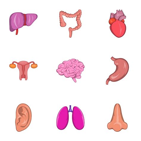 conjunto de iconos de órganos humanos estilo de dibujos animados vector premium