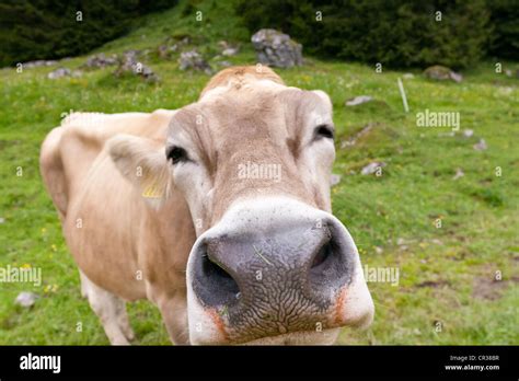 Swiss Braunvieh Cattle Bos Taurus Primigenius On Pasture Appenzell