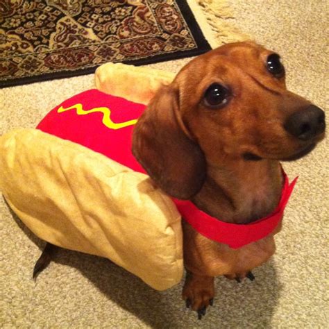 Daschund Hot Dog Costume