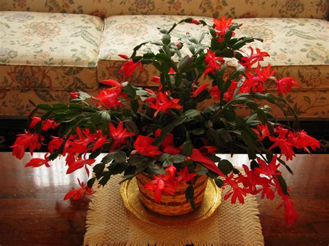 If the leaves on your christmas cactus have suddenly turned red, it could be an indication that it has placed somewhere with too much light. 8 Most Common Types Of Succulents Plants For Home - The ...