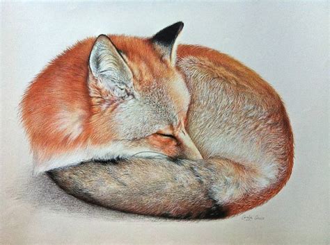 Sleeping Fox Drawing At Getdrawings Free Download