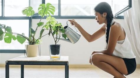 8 Houseplant Myths Most People Think Are TrueDebunked Feng Shui