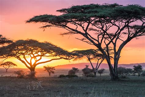 Hd Wallpaper Herd Orange Sunset Serengeti National Park Tanzania