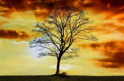 Lonely Tree At Sunset Free Image Download