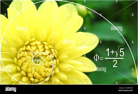 Giving Them The Golden Ratio In Nature