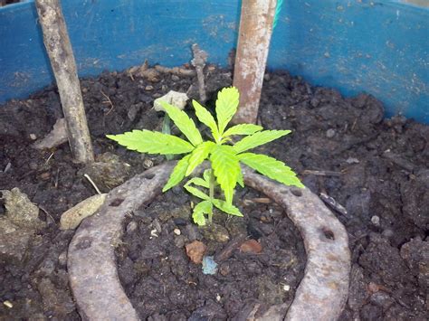Planta De Marihuana En Crecimiento Fumatinga En Taringa