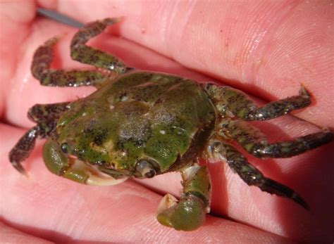 Hairy Shore Crab Hemigrapsus Oregonensis Biodiversity Of The