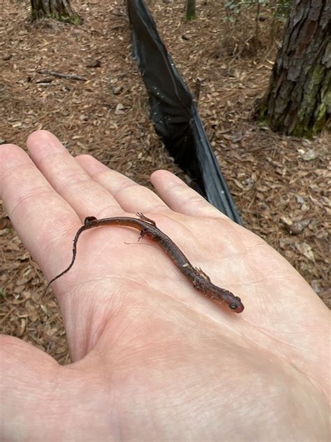 Brook Salamanders From Glenn Sebastian Nature Trail Mobile Al Us On