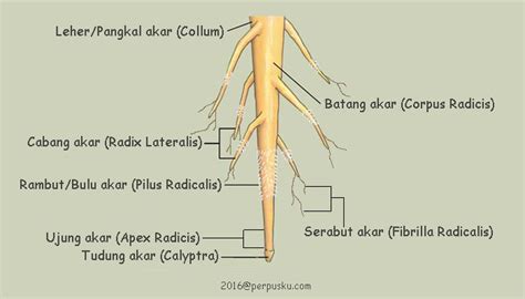 Struktur Morfologi Dan Anatomi Akar Tumbuhan Kantong Ilmu