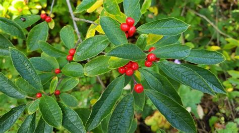 How To Plant Grow And Care For Winterberry Holly