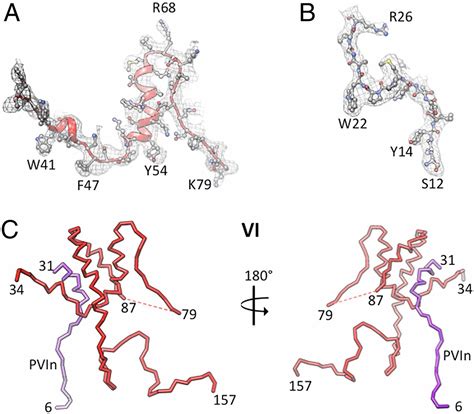 Structures And Organization Of Adenovirus Cement Proteins Provide