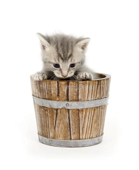 Kitten In A Barrel Stock Photo Image Of Gray Adorable 2676294