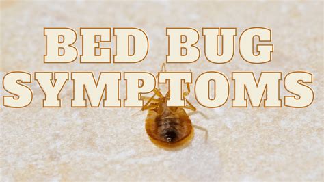 Bed Bugs And Their Symptoms Bed Bugs World