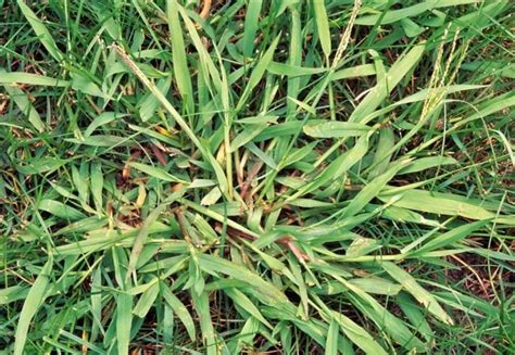 What Is The Difference Between Crabgrass And Other Thick Bladed Grasses
