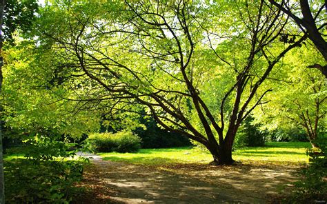 Trees In Spring Bright Day Wallpapers And Images Wallpapers Pictures