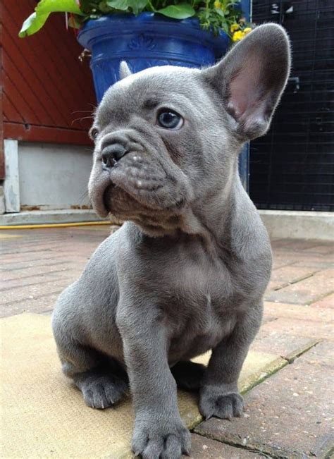 French Bulldog Colors Explained With Photos Pet Dogs Puppies