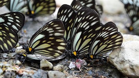 The Butterfly Gathering Photograph By Kim Bemis Fine Art America