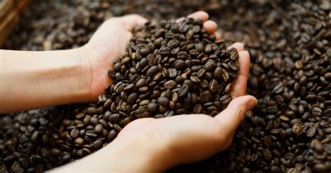 Can You Eat Coffee Beans Benefits And Side Effects Explained
