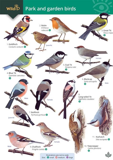 Watkins Doncaster Park And Garden Birds