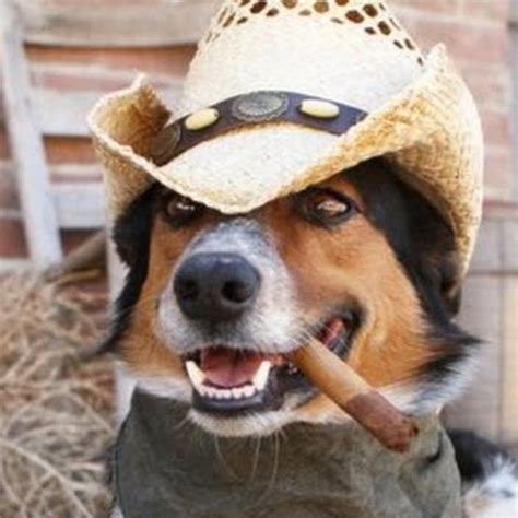 A Dog In A Cowboy Hat Youtube