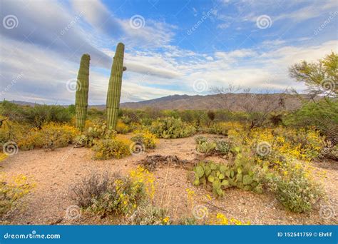 Tucson Arizona Saguaro Cactus Desert Landscape Stock Image Image Of