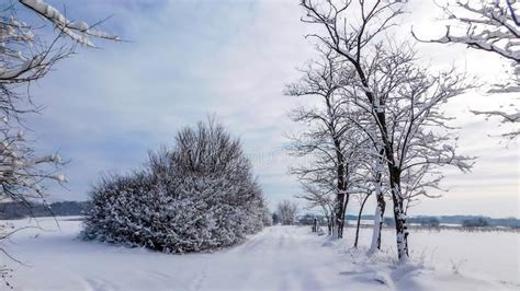 Rural Winter Scene Local Road Covered With Snow Stock Image Image Of