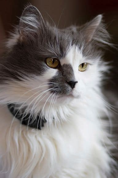 Turkish Angora Persian Breed Mix Cat Fluffycatsbreedslonghair