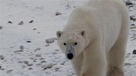 Video Polar Bear Kills Woman And Young Boy In Remote Alaskan Village