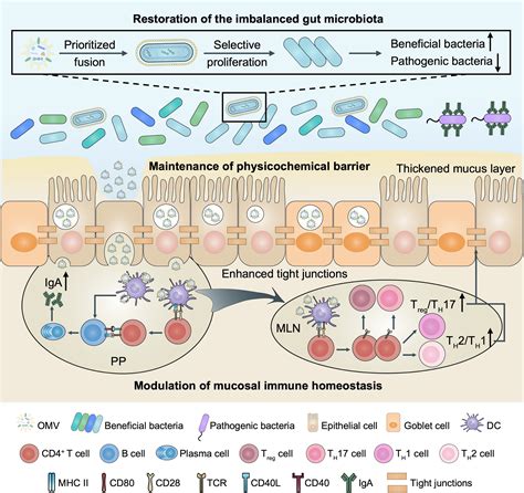 Versatility Of Bacterial Outer Membrane Vesicles In Regulating