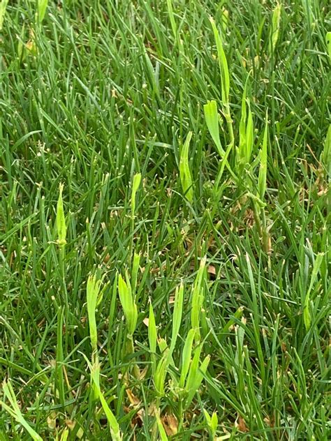 Lawn Weed That Looks Like Wide Grass Images And Photos Finder