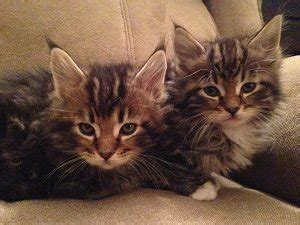 Maine coon kittens for sale in comfort,texas. Maine Coon Kittens for Sale