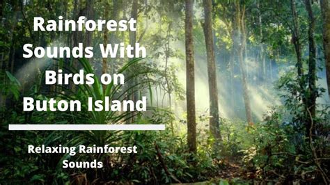 Rainforest Sounds With Birds On Buton Island Relaxing Rainforest