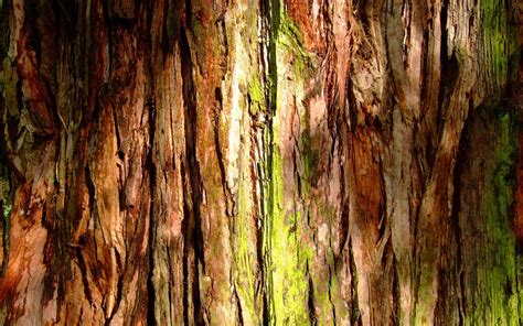 Tree Bark Wallpaper 1680x1050 80966