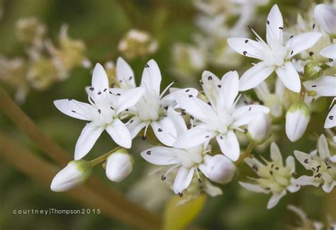 White Succulent Flower Macro By Courtneythompson Flowers Succulents