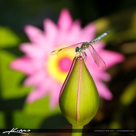Dragonfly On Pink Lily Bud With Flower In Background Hdr Photography