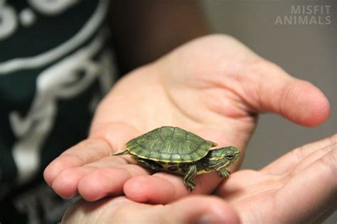 Pet Turtles That Stay Small Forever 7 Tiny Tikes