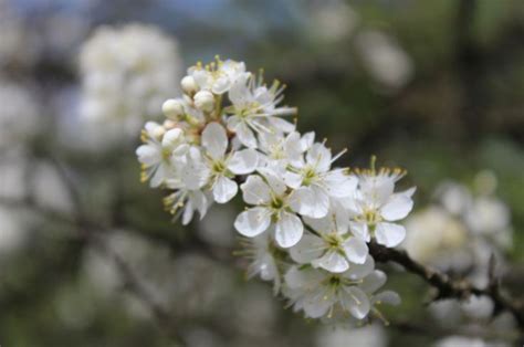 Prolećni Cvetovi Srbija Serbia Spring Prolece Maslacak 1 Nature
