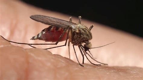Mosquitoes Carrying Deadly Brain Infecting Virus Found In 12