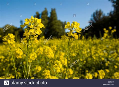 Wild Mustard Plant Stock Photos And Wild Mustard Plant Stock Images Alamy