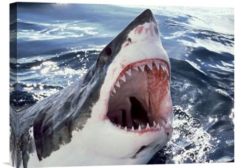 Great White Shark At Surface With Open Mouth Neptune Islands