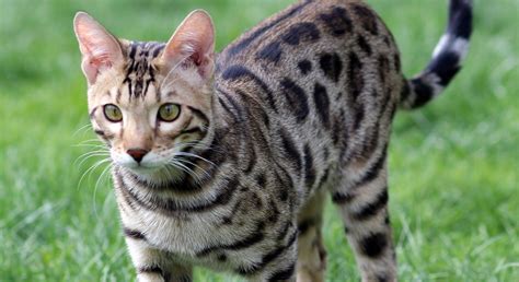 Bengalkatzen Wesen Aussehen Haltung Der Leopardette