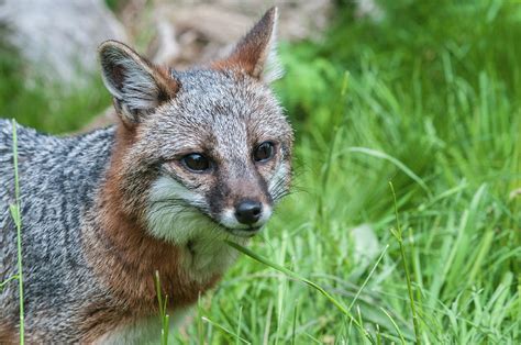 Grey Fox Close Up Photograph By Kelly Walkotten