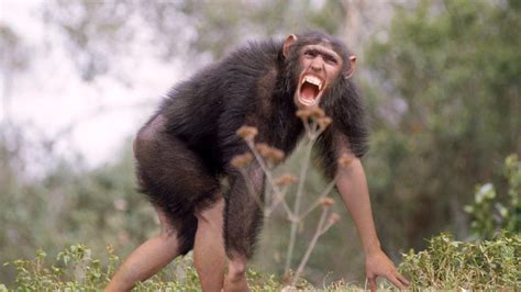 Evolution Definitively Proven As Scientists Capture First Ever Footage Of Chimpanzee