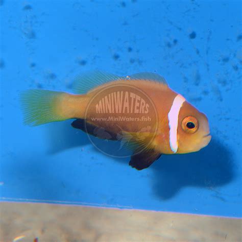 We did not find results for: -SPONSOR- - MiniWaters.FISH - Glorious Clownfish ...