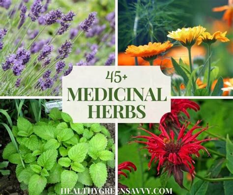 Growing A Medicinal Herb Garden 45 Medicinal Garden Plants