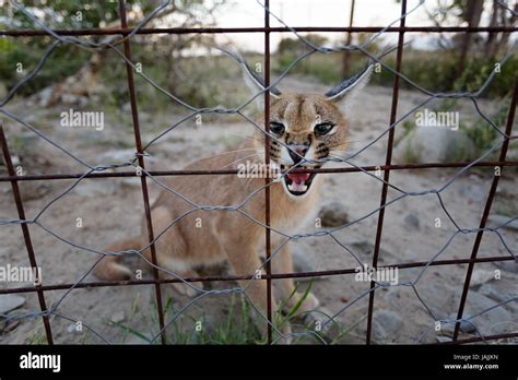 Angry Caracal In A Cage Namibia Stock Photo Alamy
