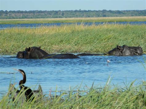 Real Africa Safaris Chobe Kasane 2022 Qué Saber Antes De Ir Lo