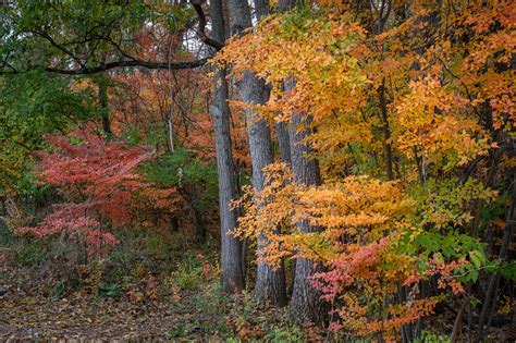 autumn s last gasp — todd henson photography
