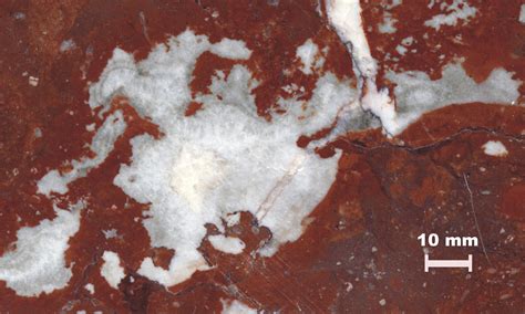 Cementation (biology), the process whereby some sessile bivalve mollusks (and some other shelled invertebrates) attach themselves permanently to a hard substrate. Bestand:Wallonian limestone, cementation.jpg - Wikipedia