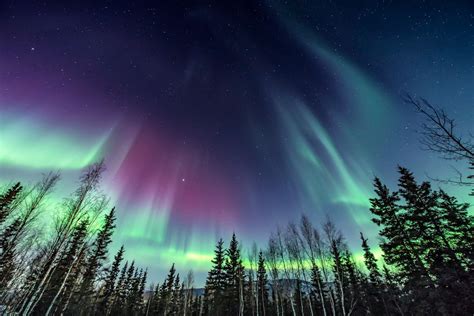 Aurora Borealis Rising Over Treeline Smithsonian Photo Contest